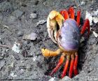 Cangrejo con el cuerpo azul y las patas rojas