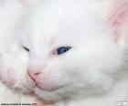 Cara gato blanco