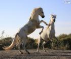Dos bonitos caballos blancos