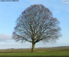 Un gran roble solitario en otoño