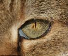 Ojo de gato