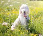 El caniche es un perro que durante el siglo XV se consideró de uso exclusivo de los aristócratas y nobles. Existen cuatro variedades: grande, mediano, enano y toy