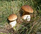 Boletus edulis es una seta que se encuentra en bosques de pinos. Es comestible y muy apreciada en todo el mundo