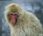 El macaco japonés o macaco de cara roja es un primate que vive en los bosques y montañas de las islas japonesas