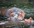 Hipopótamos en el agua
