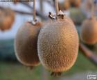 Kiwi en el árbol