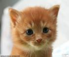 Tierno gatito