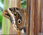 Una bonita mariposa búho, recibe el nombre por el parecido de sus alas a los ojos de los búhos