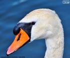 Cabeza de cisne