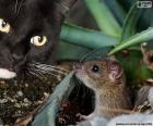 Un gato negro vigilando los movimientos de un pequeño ratón