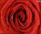 Una bonita imagen de detalle de una Rosa roja