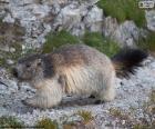 La marmota alpina es el roedor más grande de Europa