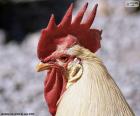 La bonita cresta de un gallo doméstico
