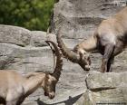Combate entre dos íbices