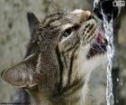 El gato bebe agua