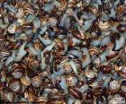 Caracoles