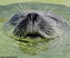 Una foca en el agua
