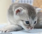 Gato gris de ojos azules