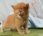 Un gato muy pequeño