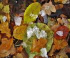 En otoño las hojas caen y empiezan las primeras heladas