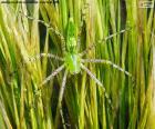 Araña lince verde