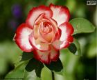 Rosa roja y blanca