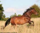 Caballo marrón corriendo