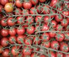 El tomate en rama es un tomate pequeño, de color rojo y muy jugoso