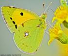 Mariposa lima