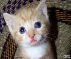 Gatito simpático