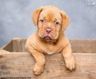 Cachorro de Dogo de Burdeos