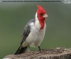 Cardenal común