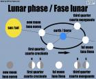 La fase lunar son los distintos estados que tiene la Luna en su movimiento alrededor de la Tierra, dependiendo de cómo refleje la luz solar. Luna nueva, cuarto creciente, luna llena y cuarto menguante