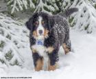 Cachorro de Boyero de Berna