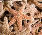 Estrellas de mar