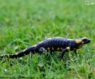 Salamandra común