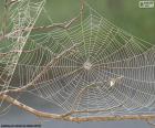 Telaraña