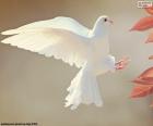 Una bonita paloma blanca volando, la paloma blanca es representativa de la paz