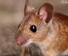 La cabeza de un ratón con unos largos bigotes