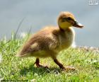 Patito de ánade real