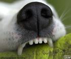 Hocico de perro