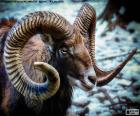 El muflón europeo se puede encontrar en muchas zonas montañosas de Europa