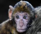 Cara de un pequeño mono