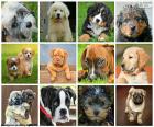 Collage de perros