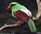 Urraca verde