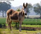 Un burro o asno