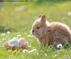 Un curioso conejo observando unos huevos de Pascua pintados