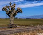 Árbol podado