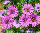Flores de margarita africana una especie nativa de Sudáfrica