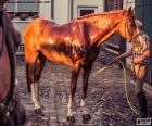 El jinete lava a su caballo tras un paseo por el campo